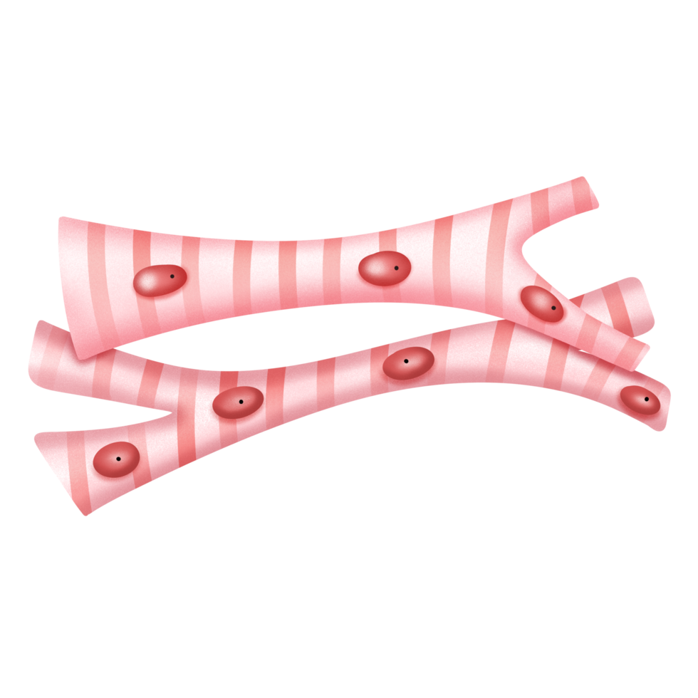 Cardiac muscle illustration png