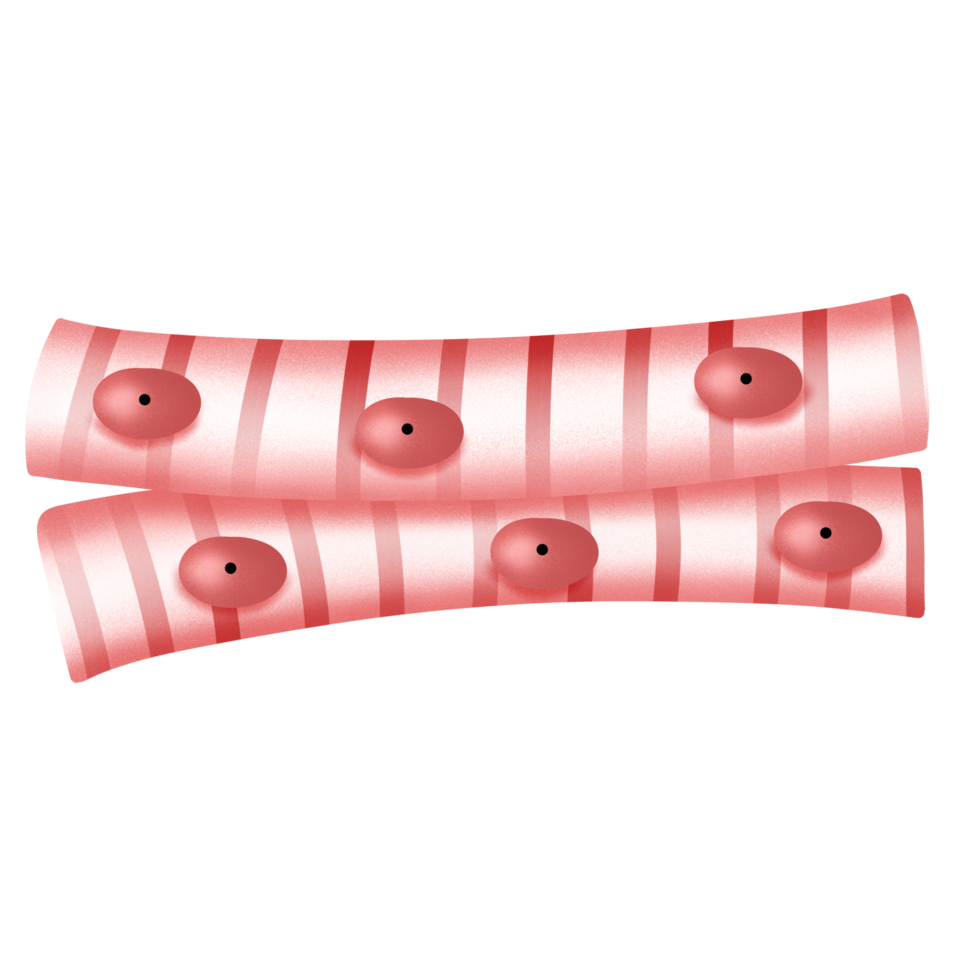 Striated skeleton muscle illustration png