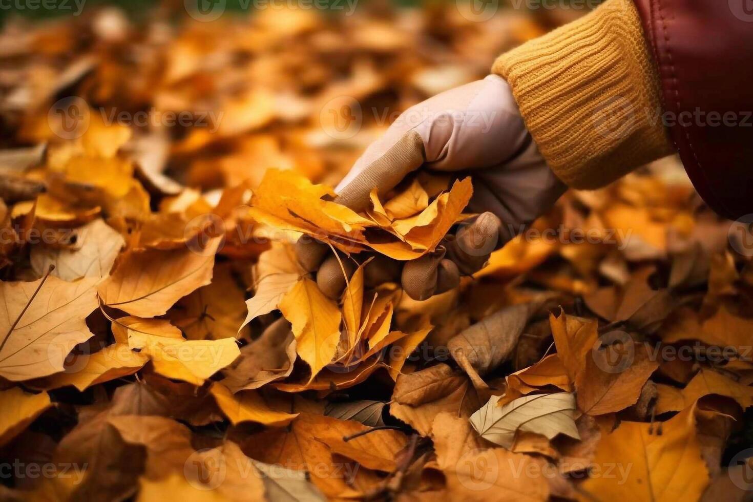 colección de caído hojas. es otoño tiempo. caído amarillentas hojas. foto