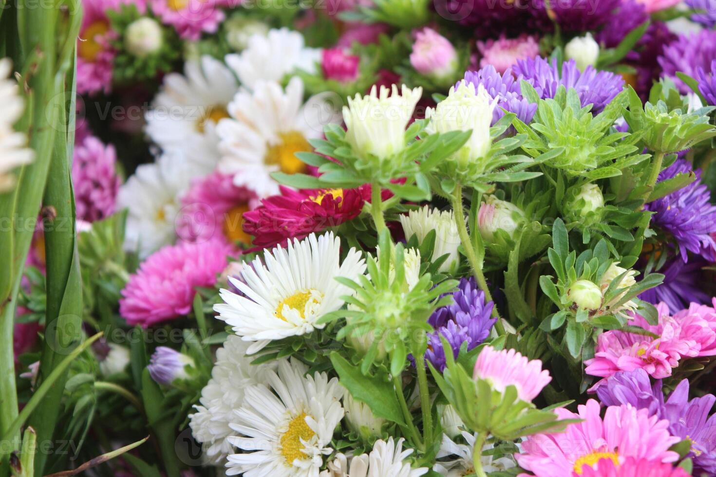 China Aster, Callistephus chinensis multicolored flowers in one bucket container. photo