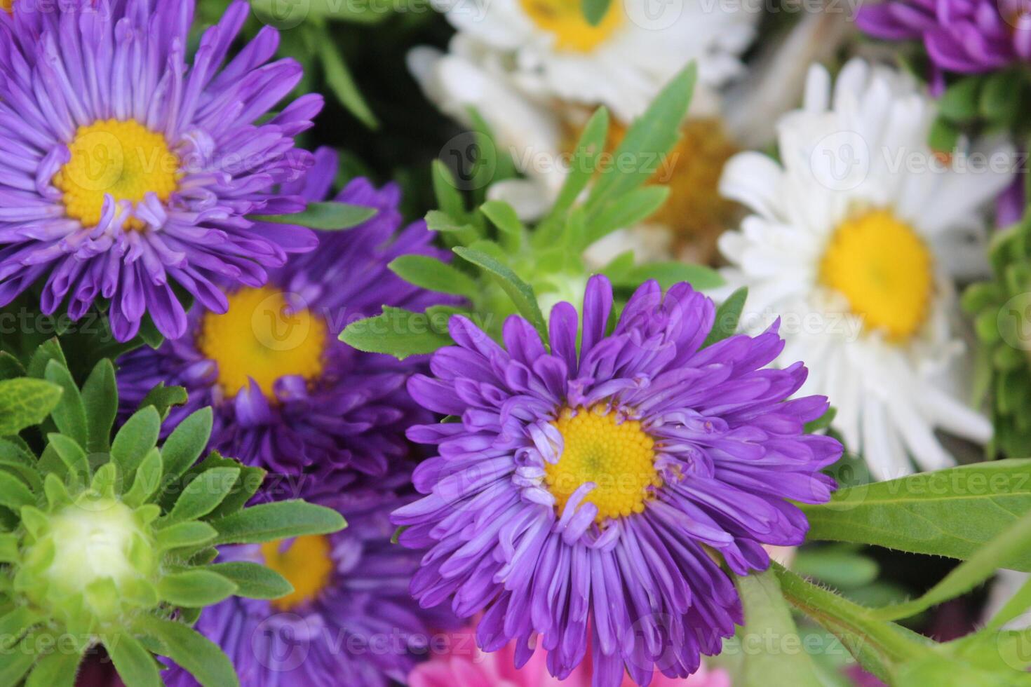 China Aster, Callistephus chinensis multicolored flowers in one bucket container. photo