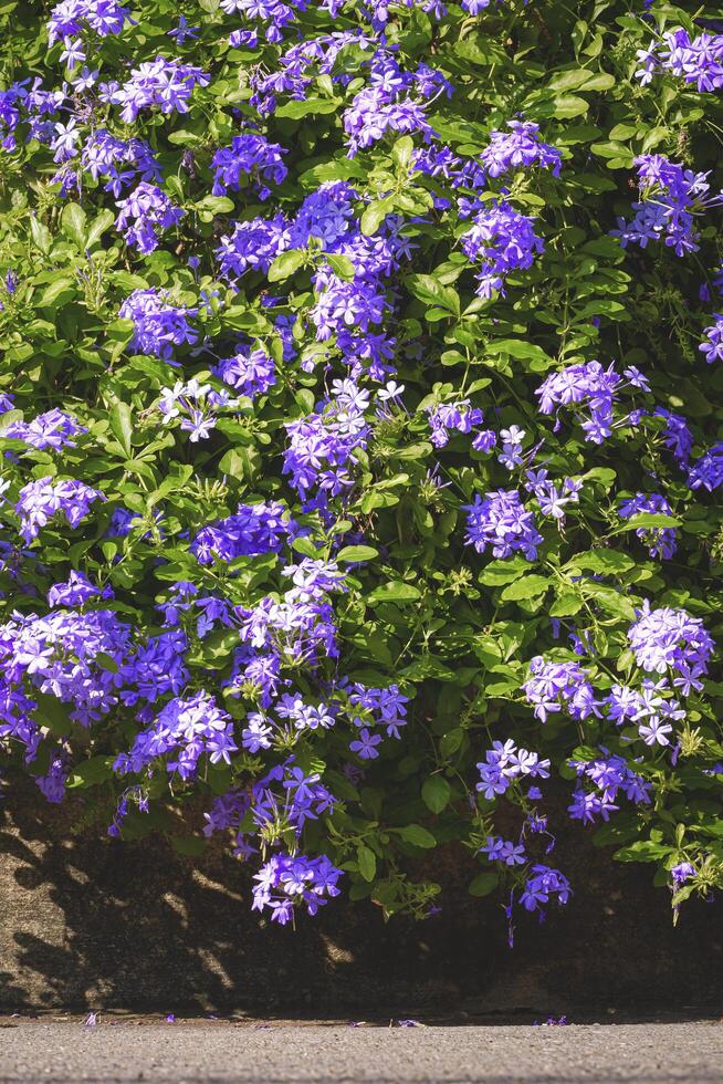 Plumbago Auriculata or cape leadwort bush are blooming on sidewalk in public park area photo