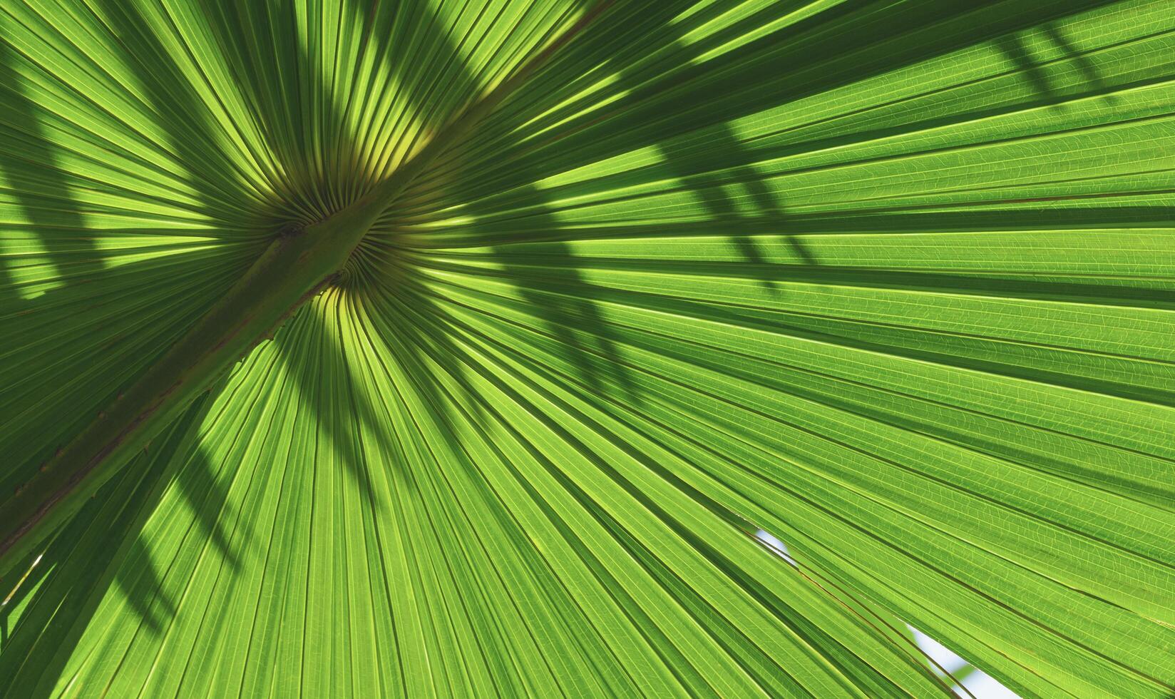 Background and texture of ventral side of green palm leaf with sunlight and shadow on dorsal side of leaf surface, Natural foliage background photo