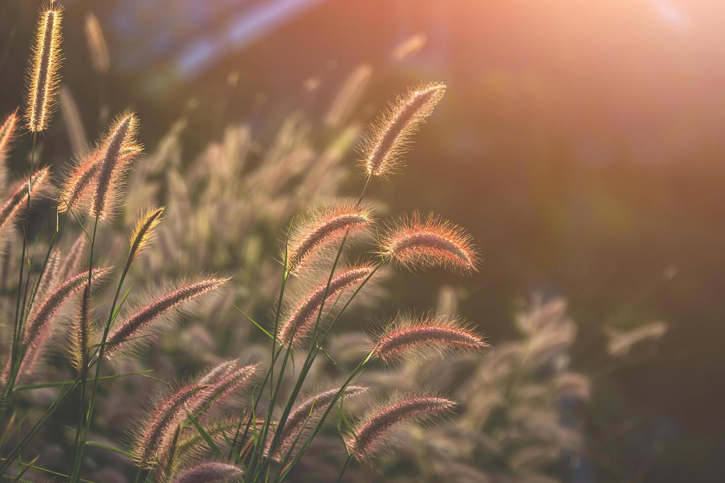 Selective focus at Feather Pennisetum or Mission grass flowers are blooming with flare light at sunset time photo