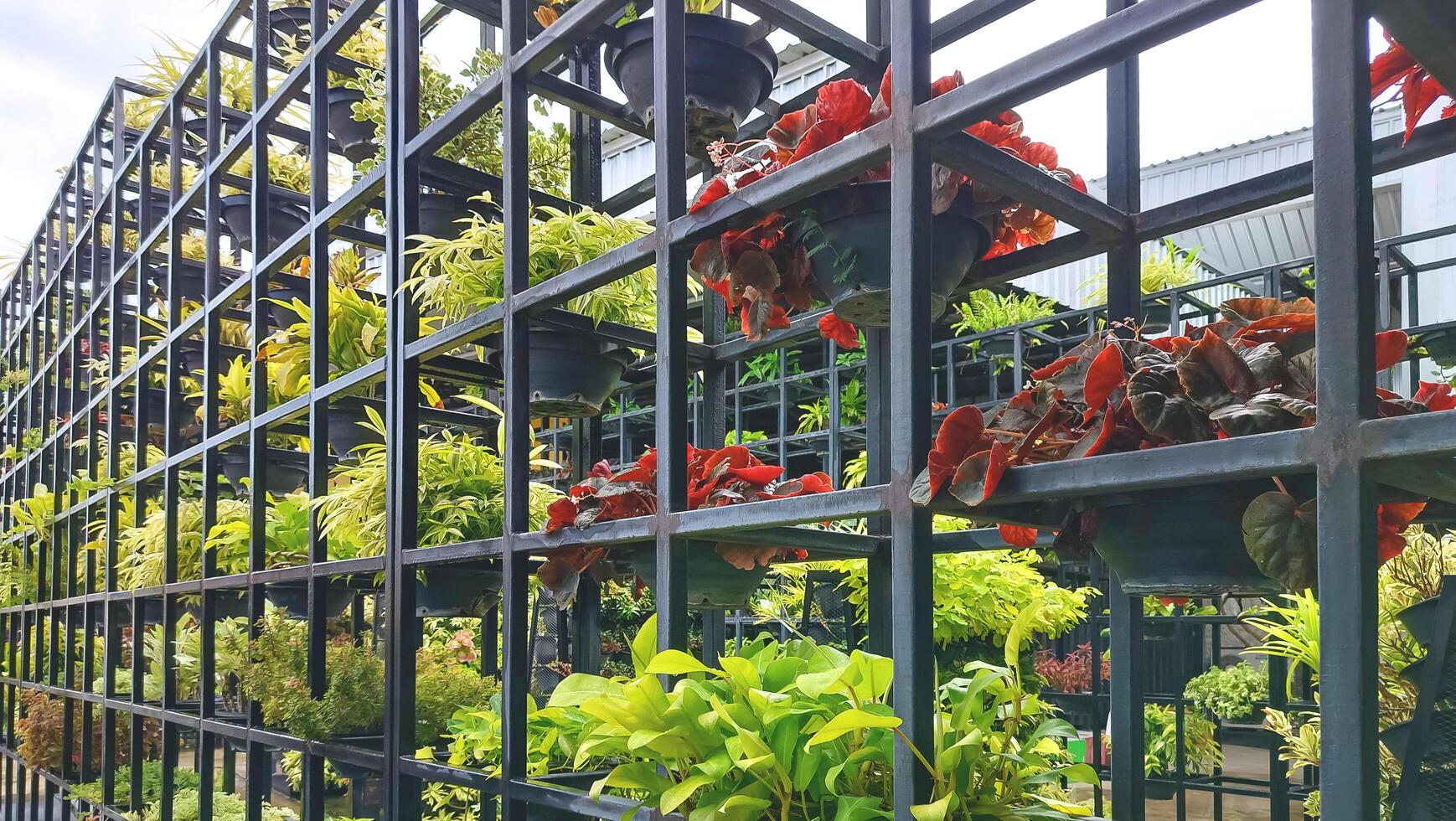 Rows of various ornamental houseplants on steel shelf wall decoration in public park area, widescreen and perspective side view photo