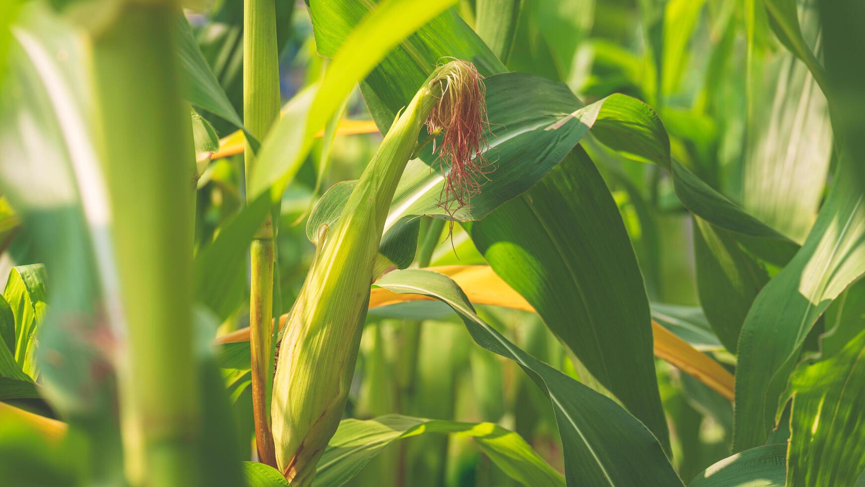 Close up of young sweet corn pod growing from the stem with many green leaves in agriculture cornfield photo