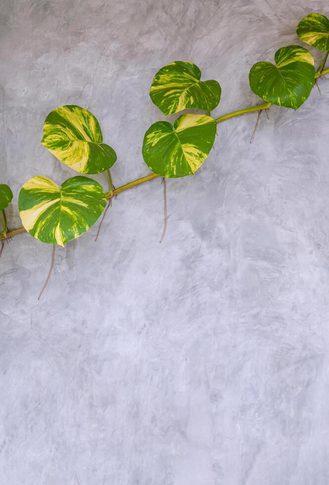 Green giant Devil's ivy plant are growing on surface of loft concrete wall in vertical frame photo