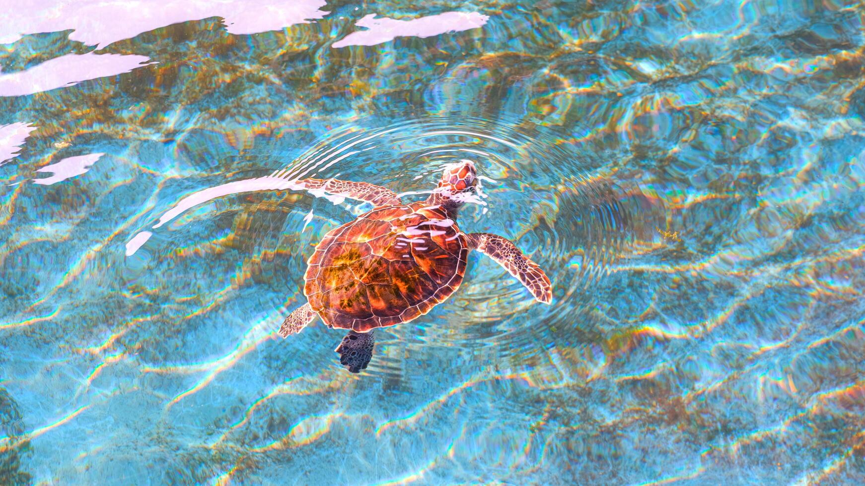 bebé verde Tortuga es nadando arriba a respirar en mar agua superficie en azul estanque a el marina acuático conservación centrar foto