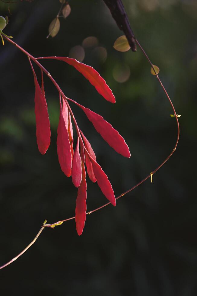 Red Rhipsalis leaves are growing on branch with blurred dark greenery background in botanical garden and vertical frame photo