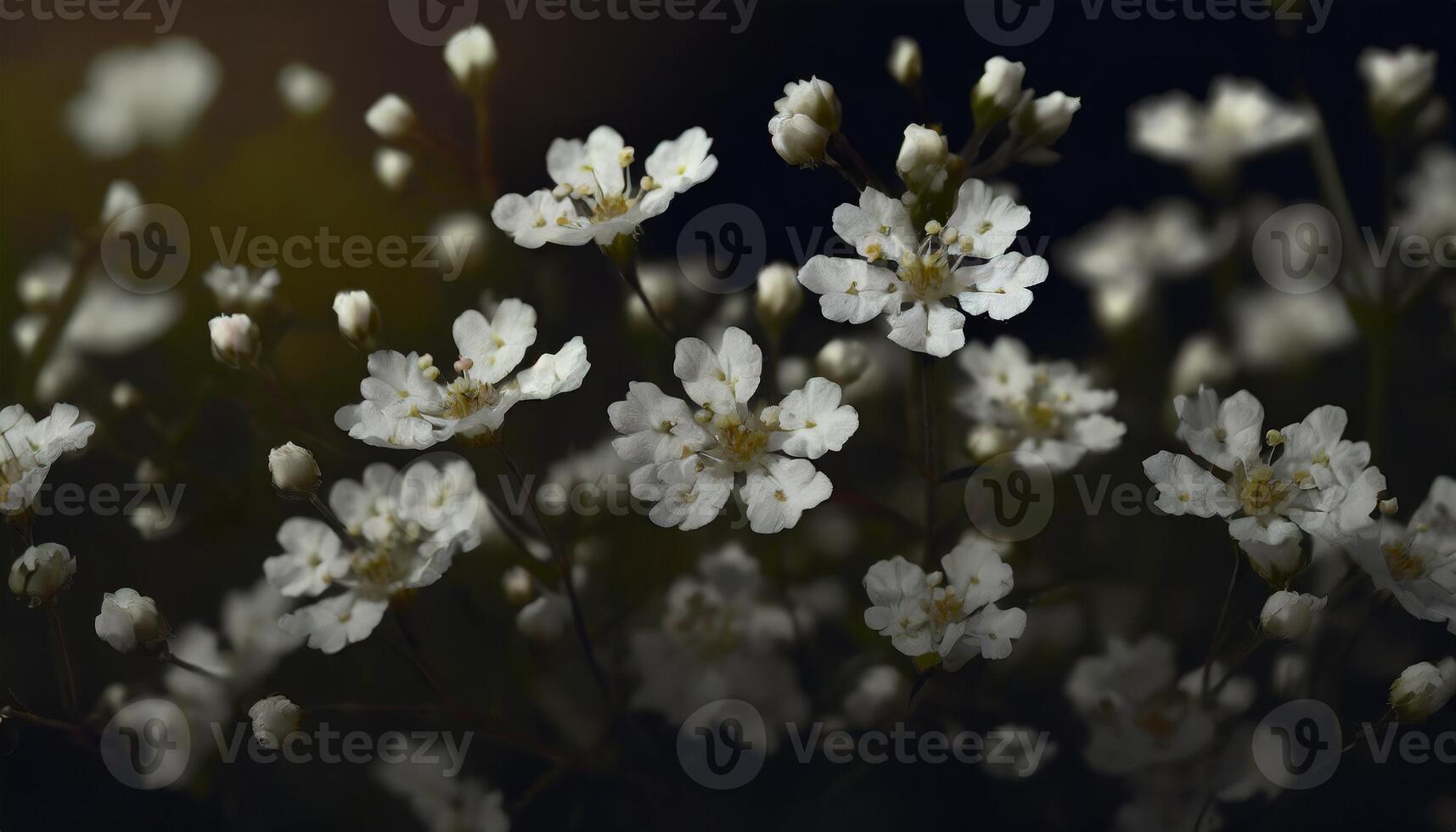 White flowers in the meadow with dark background photo