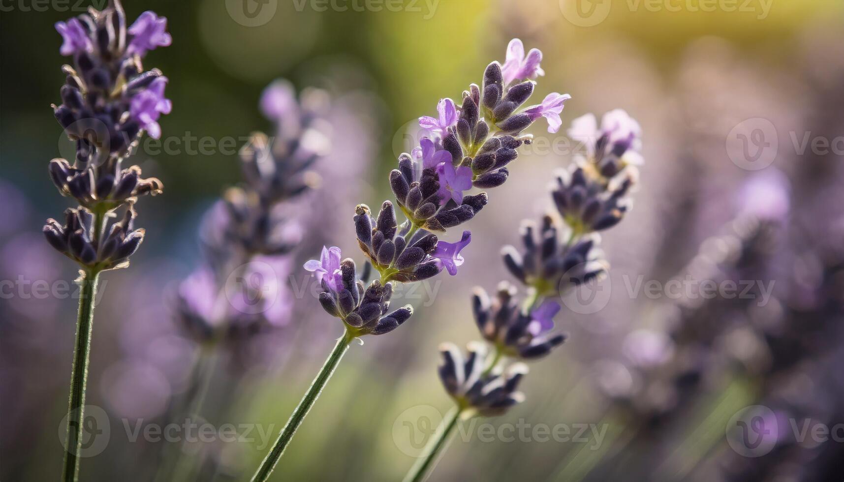 Lavender plant flowers with blurred background photo