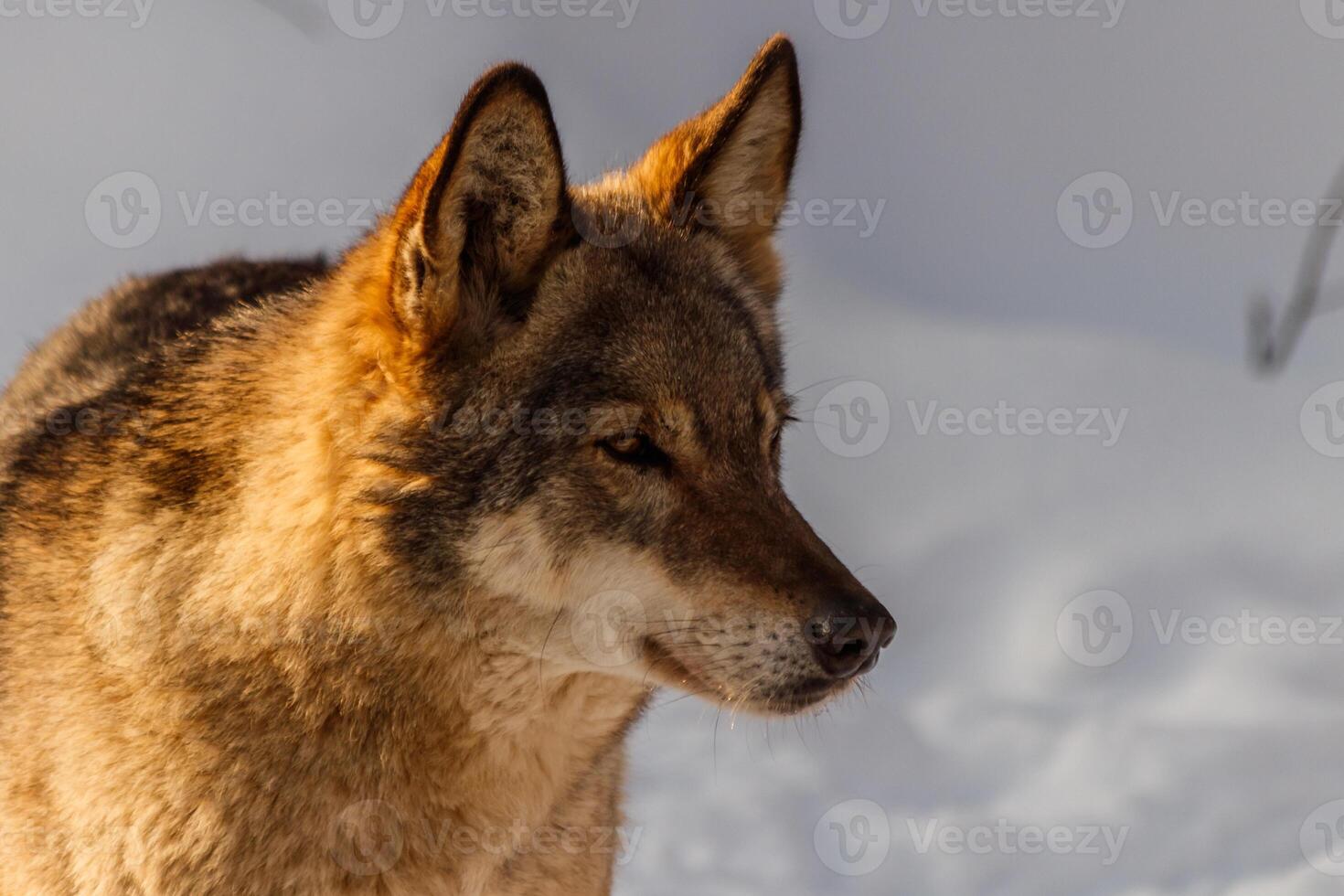 beautiful wolf on a snowy road photo