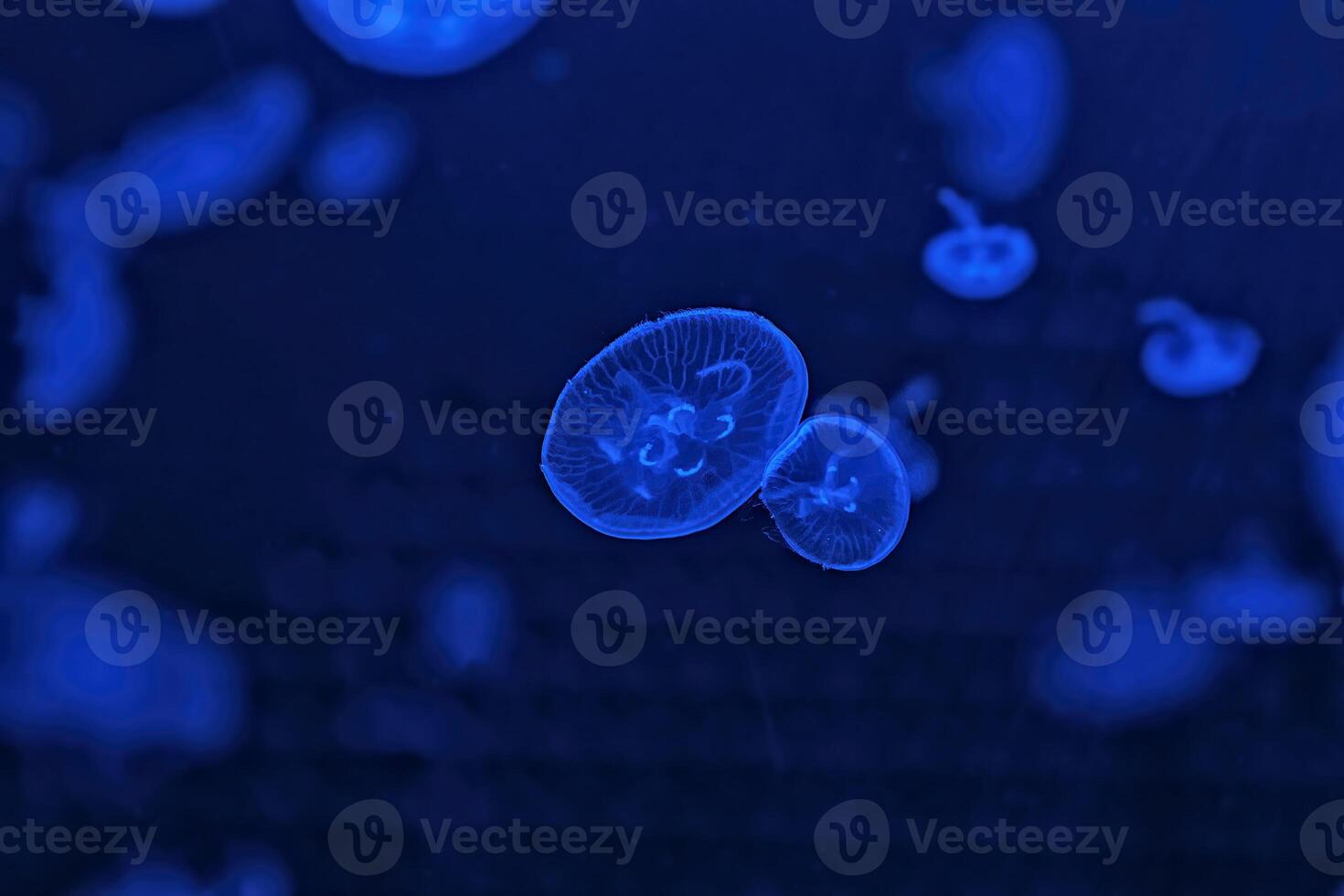 Shooting macro Jellyfish Aurelia Aurita underwater photo