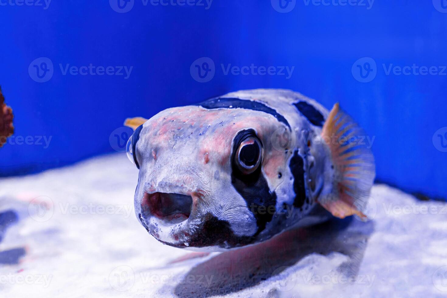 macro photography underwater pufferfish gray photo