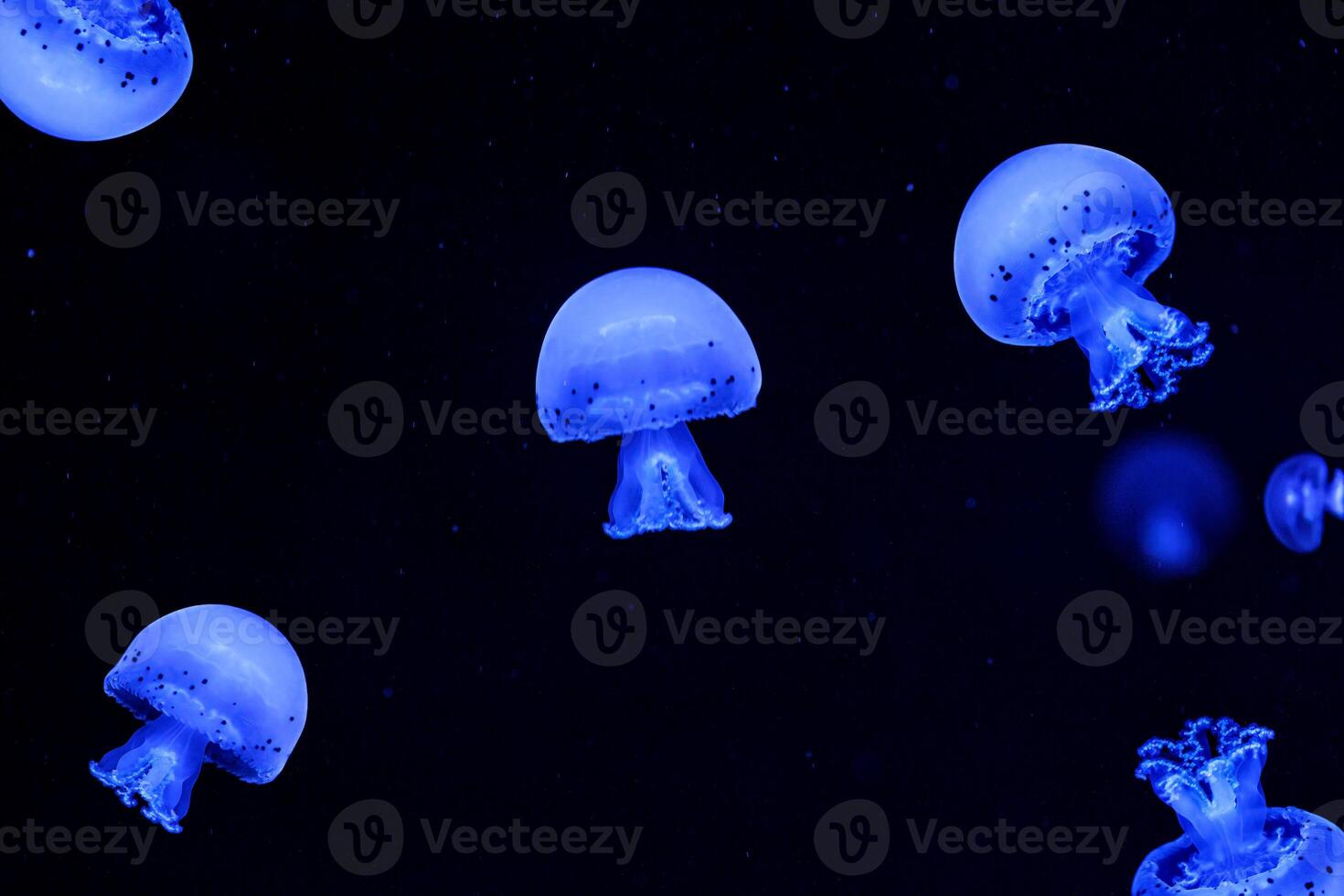 Shooting macro Jellyfish Spotted Lagoon underwater photo