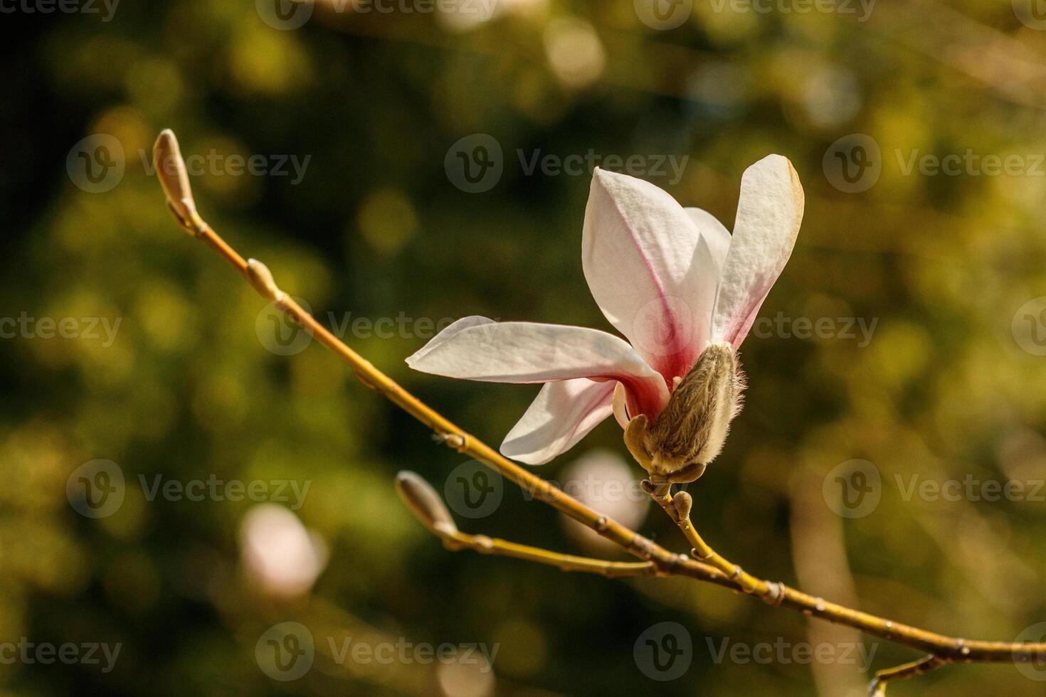 beautiful magnolia flowers with water droplets photo