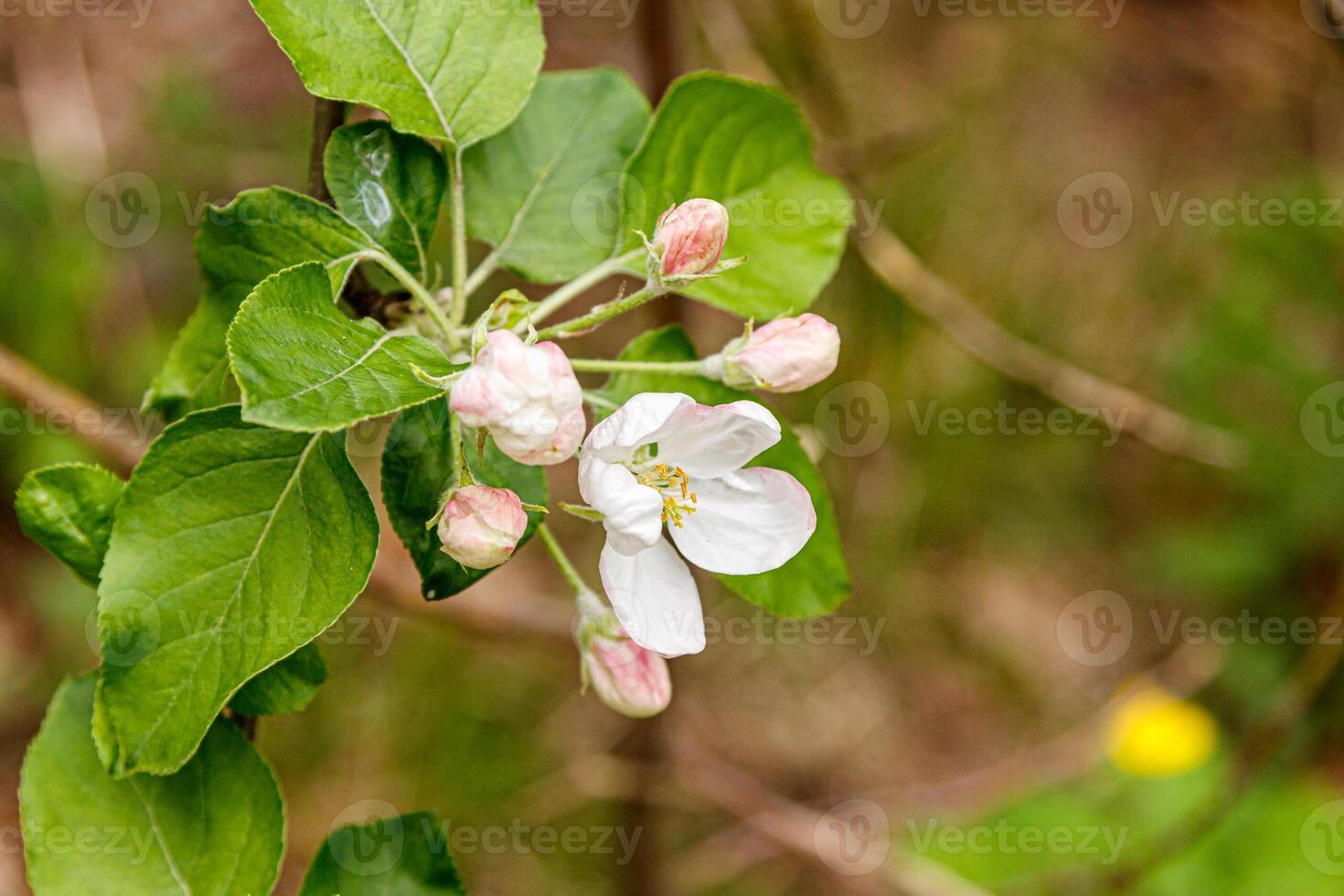 Beautiful spring flowering branches of trees with white flowers and insects macro photo