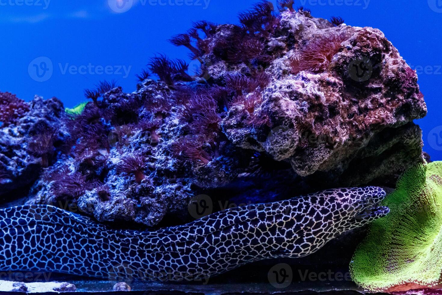 macro laced moray Gymnothorax favagineus photo
