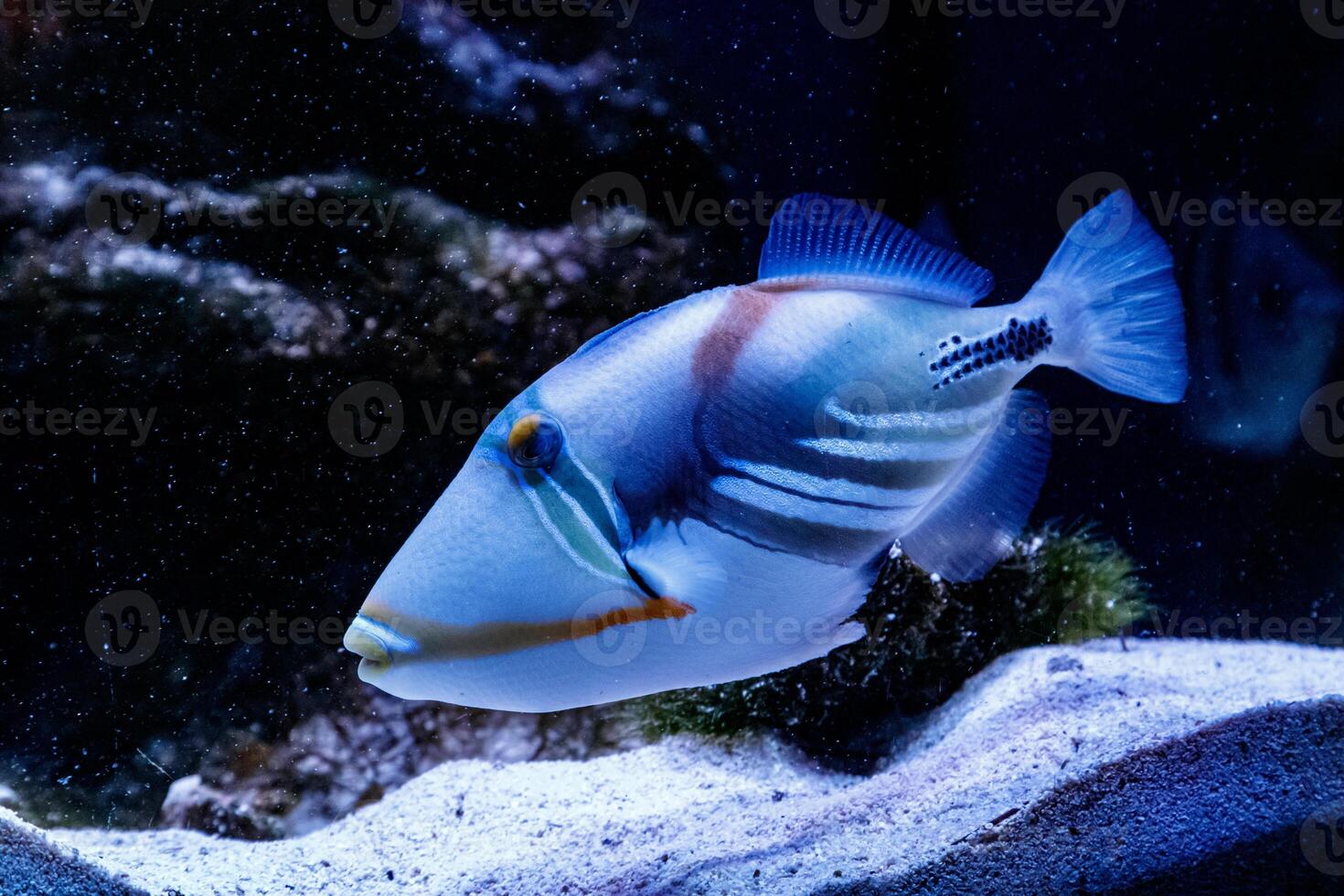 Fish Painted Triggerfish Rhinecanthus aculeatus photo