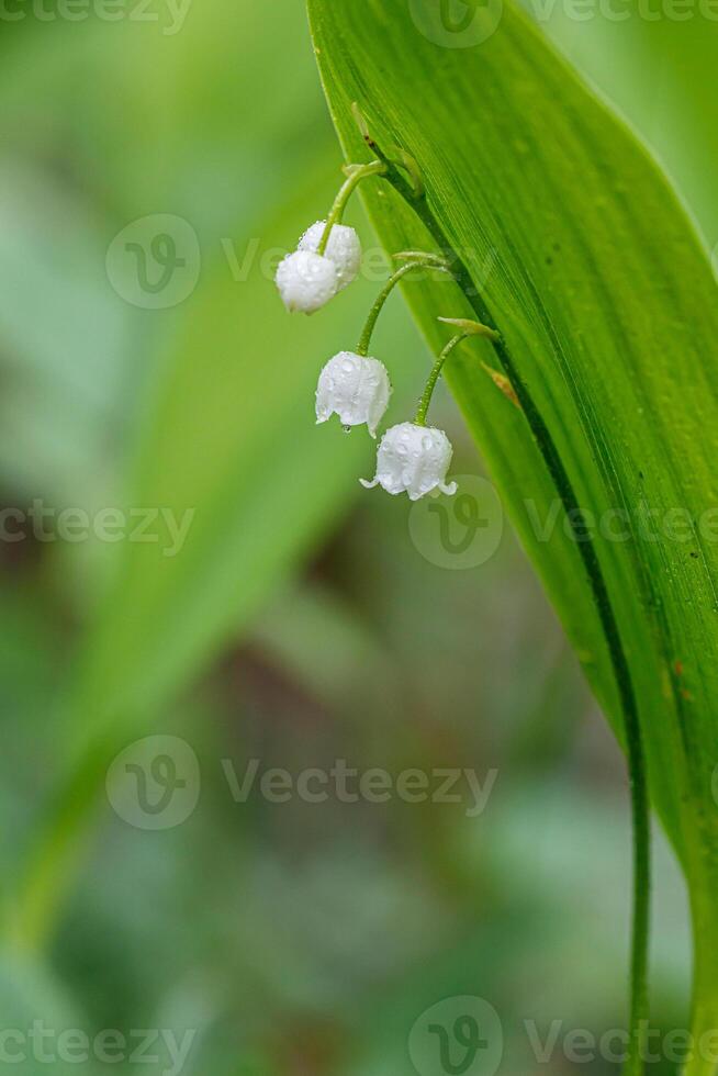 Beautiful spring blooming lilies of the valley with drops of flowers dew photo