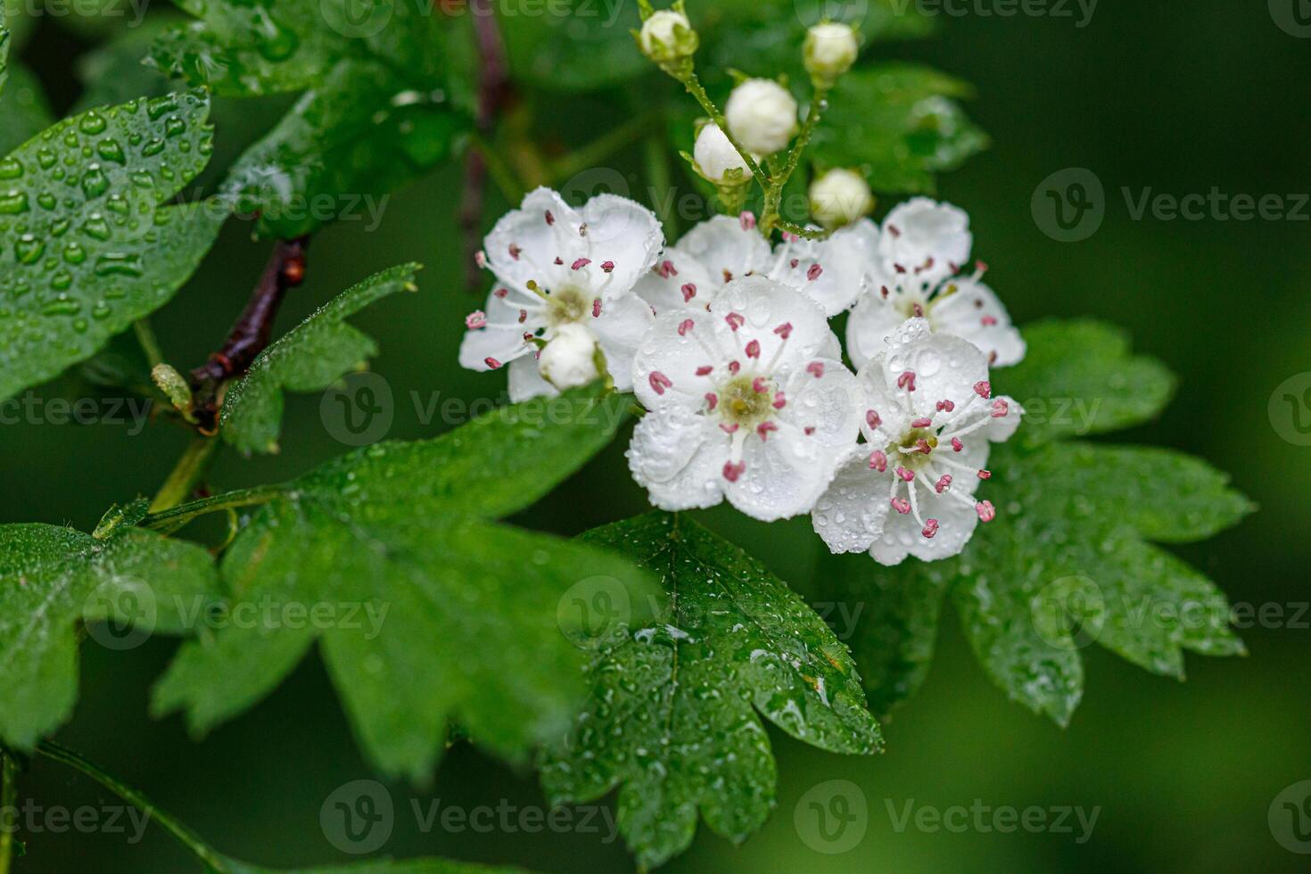 Beautiful spring blooming lilies of the valley with drops of flowers dew photo