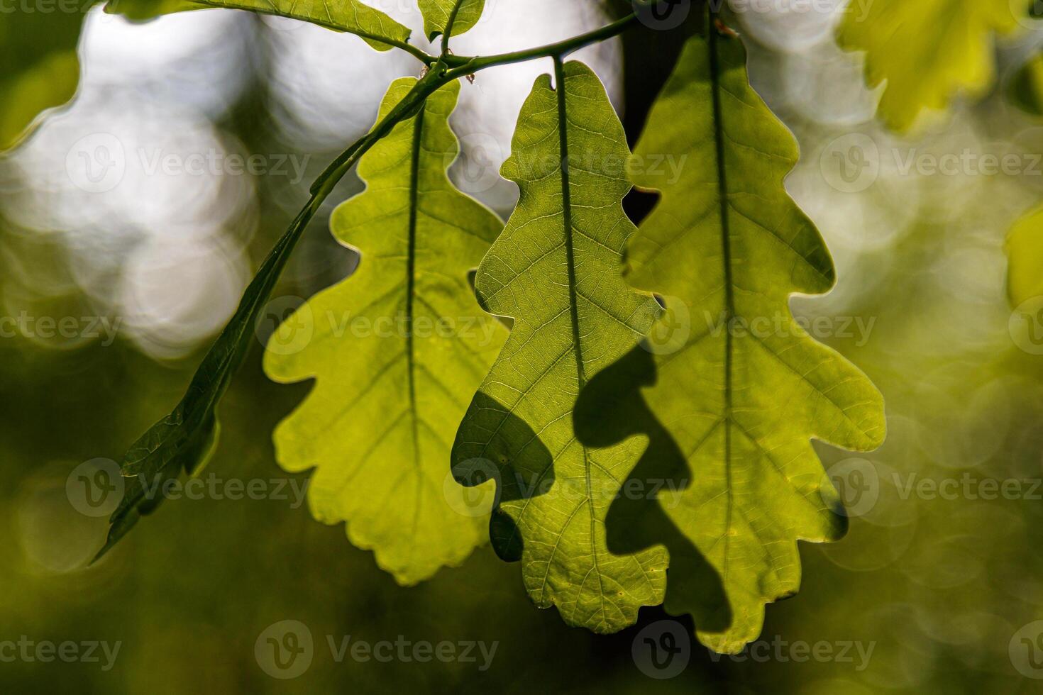 Beautiful young leaves in the sunshine photo