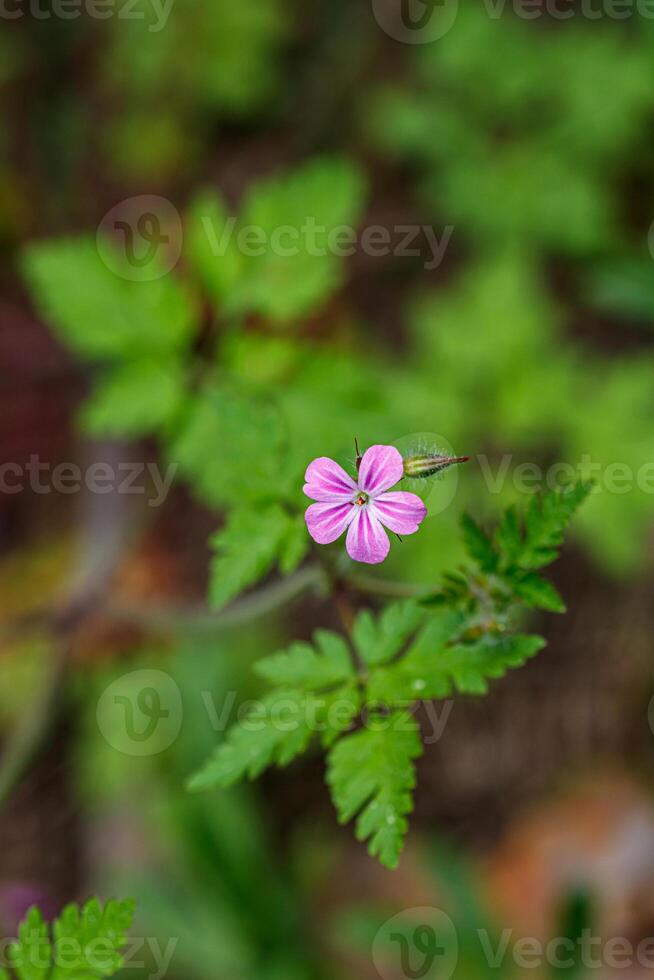 Beautiful spring flowering meadow of fresh flowers photo