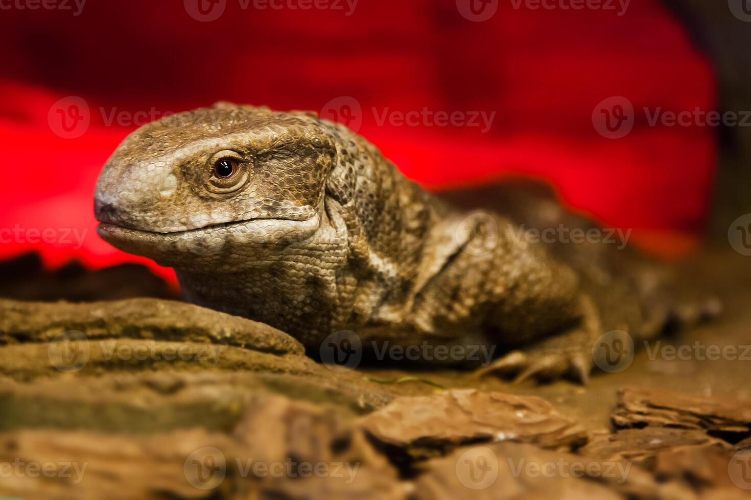 Lizard on stone closeup photo