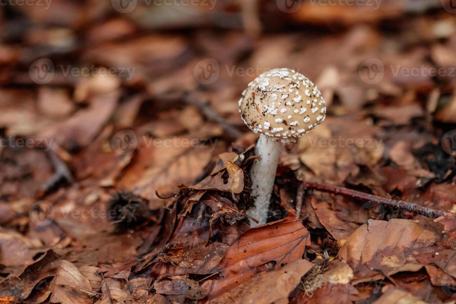 beautiful mushrooms under yellow, orange forest leaves photo