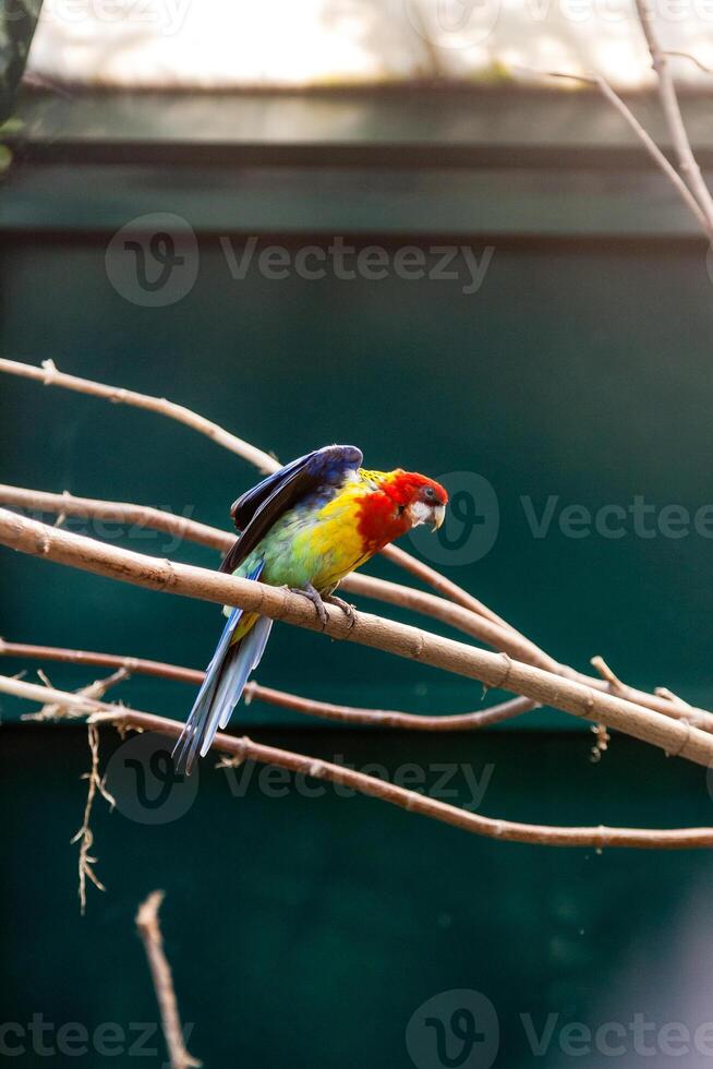 Parrots macaws sitting on a close-up branch photo