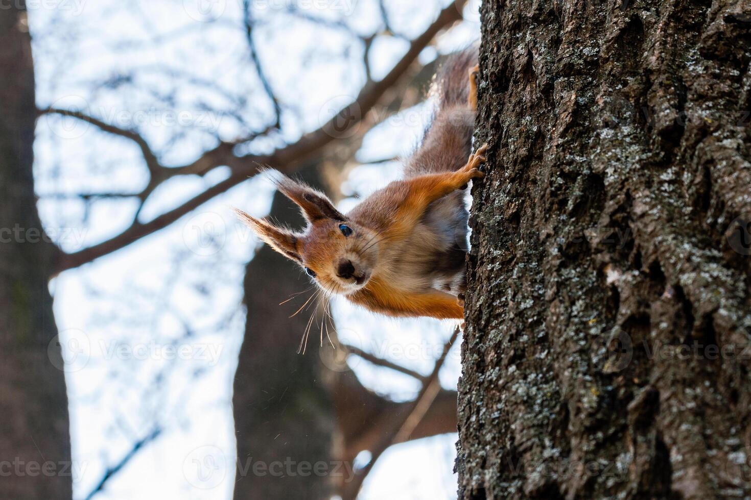 Squirrel sits on a tree photo