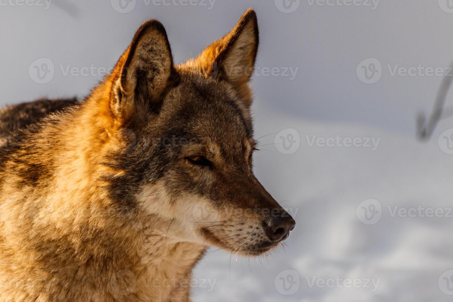 beautiful wolf on a snowy road photo