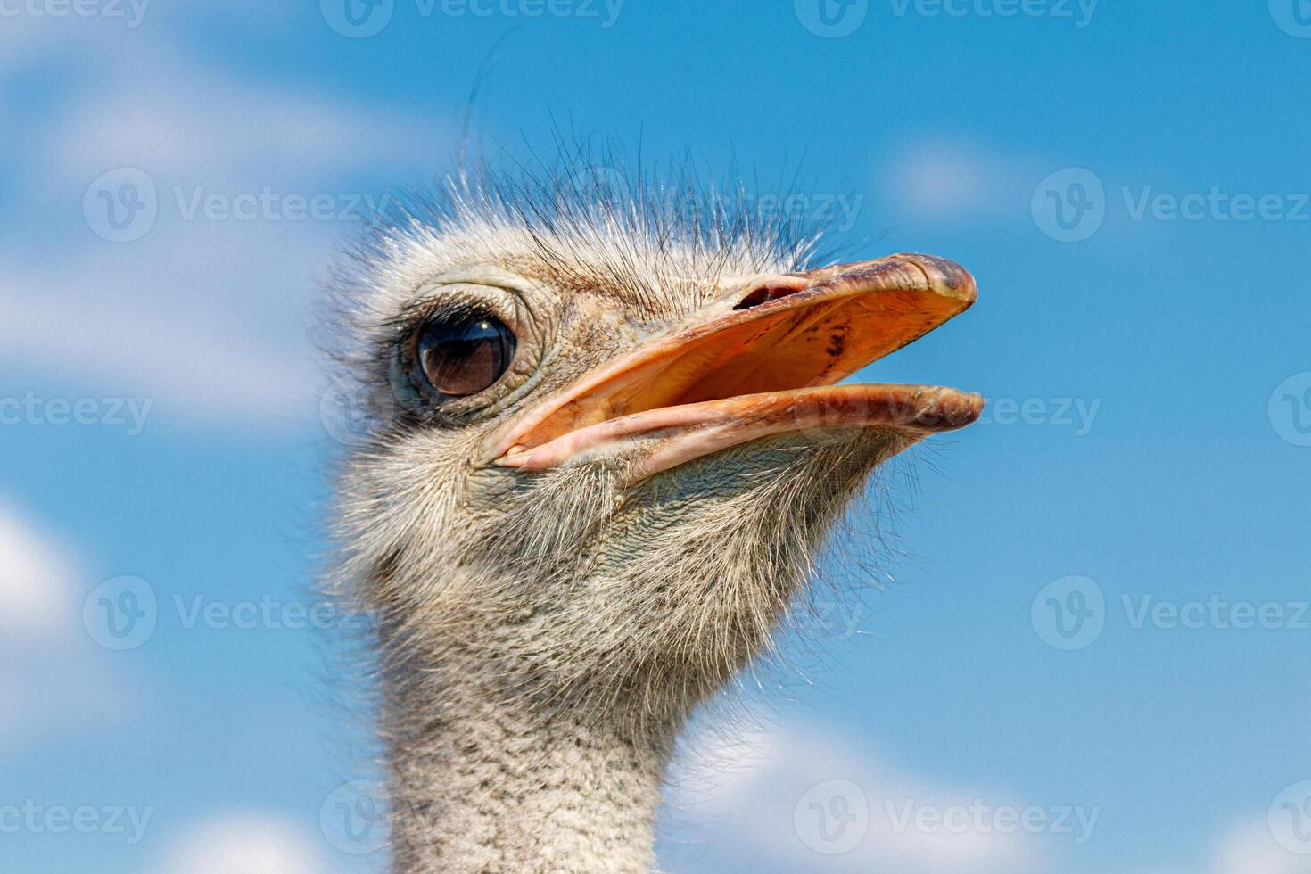 Beautiful ostriches on a farm against a blue sky photo