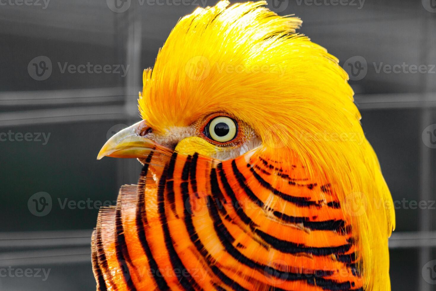 beautiful yellow golden pheasant photo