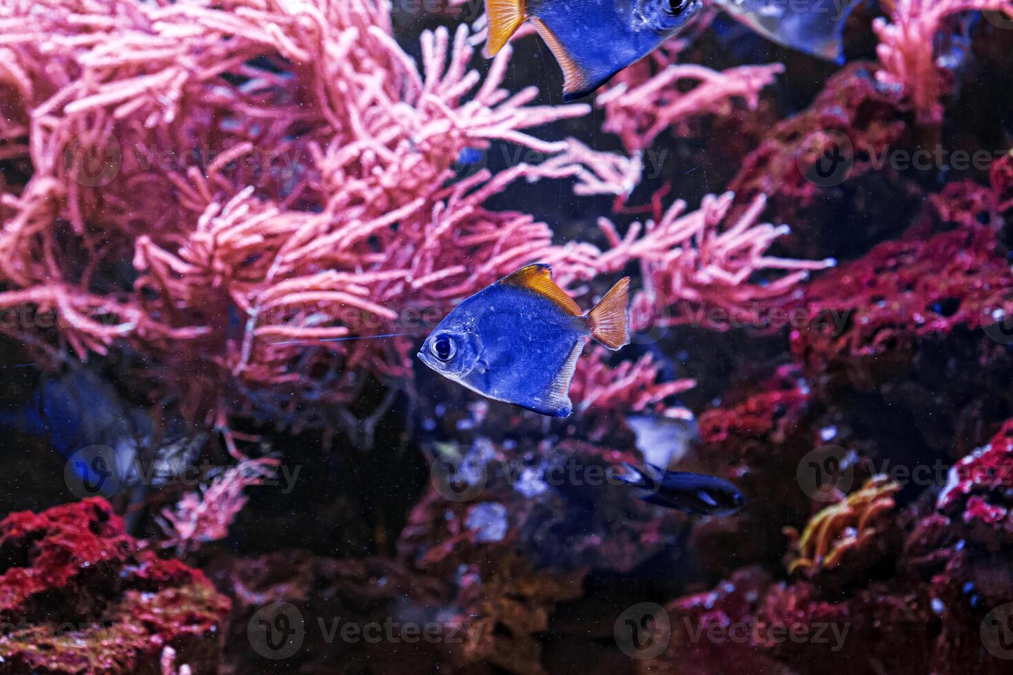 macro photography underwater monodactylus argenteus photo