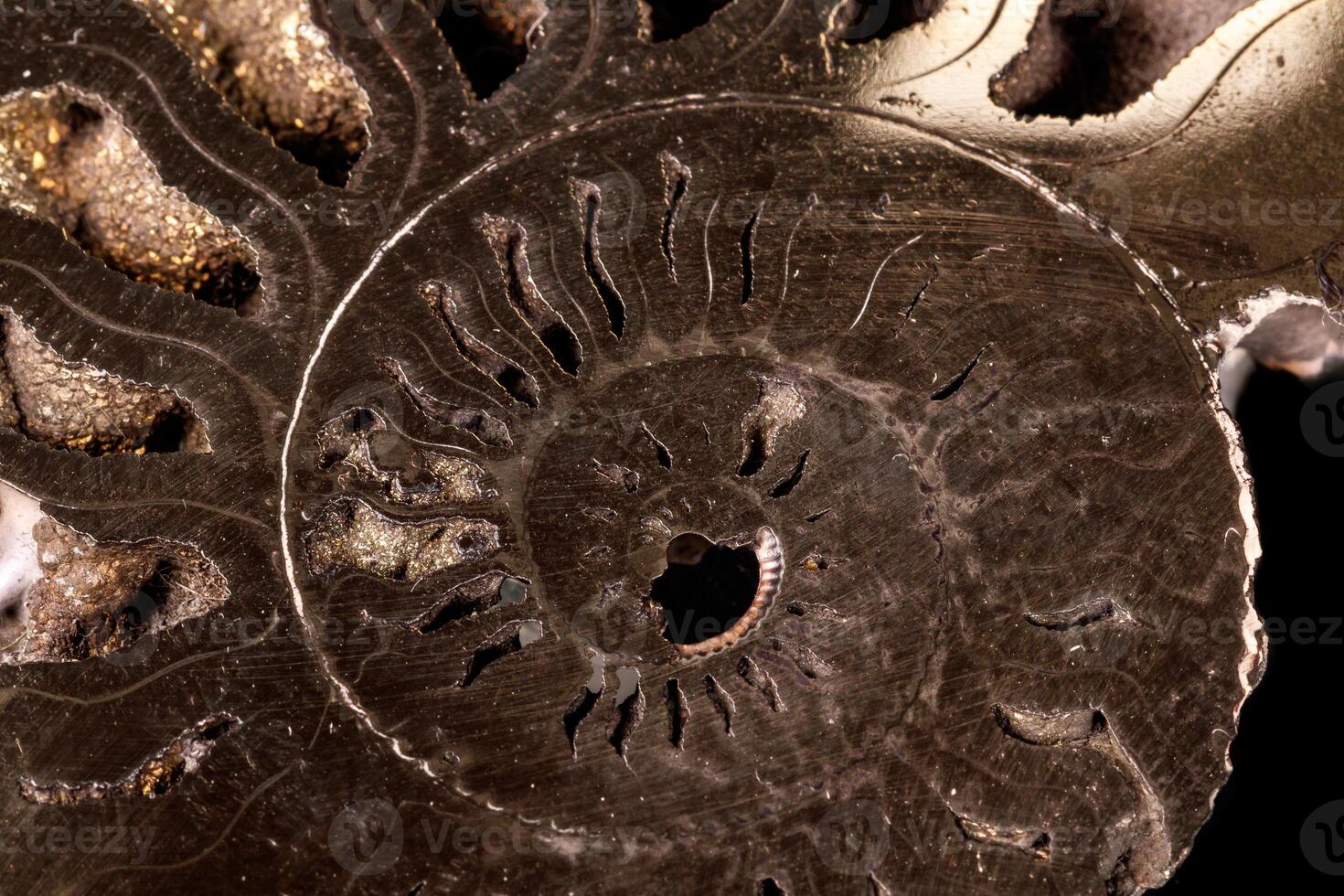 macro mineral Roca amonita cáscara en un negro antecedentes foto