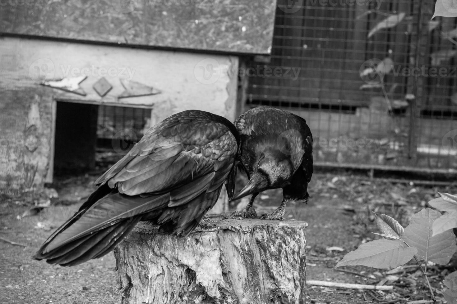 Beautiful black crows sit on a stump photo