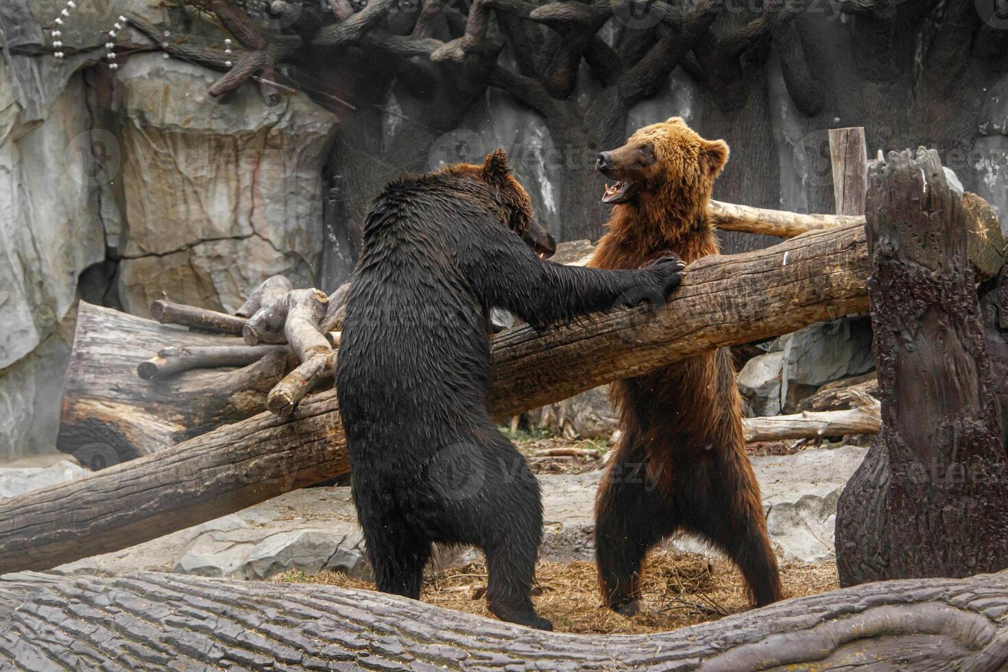 Two brown bears playing with each other photo