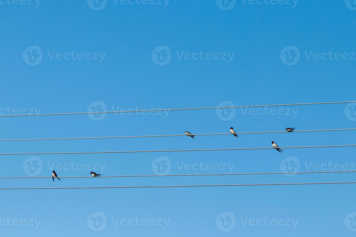 aves sentar en eléctrico alambres en contra el azul cielo foto