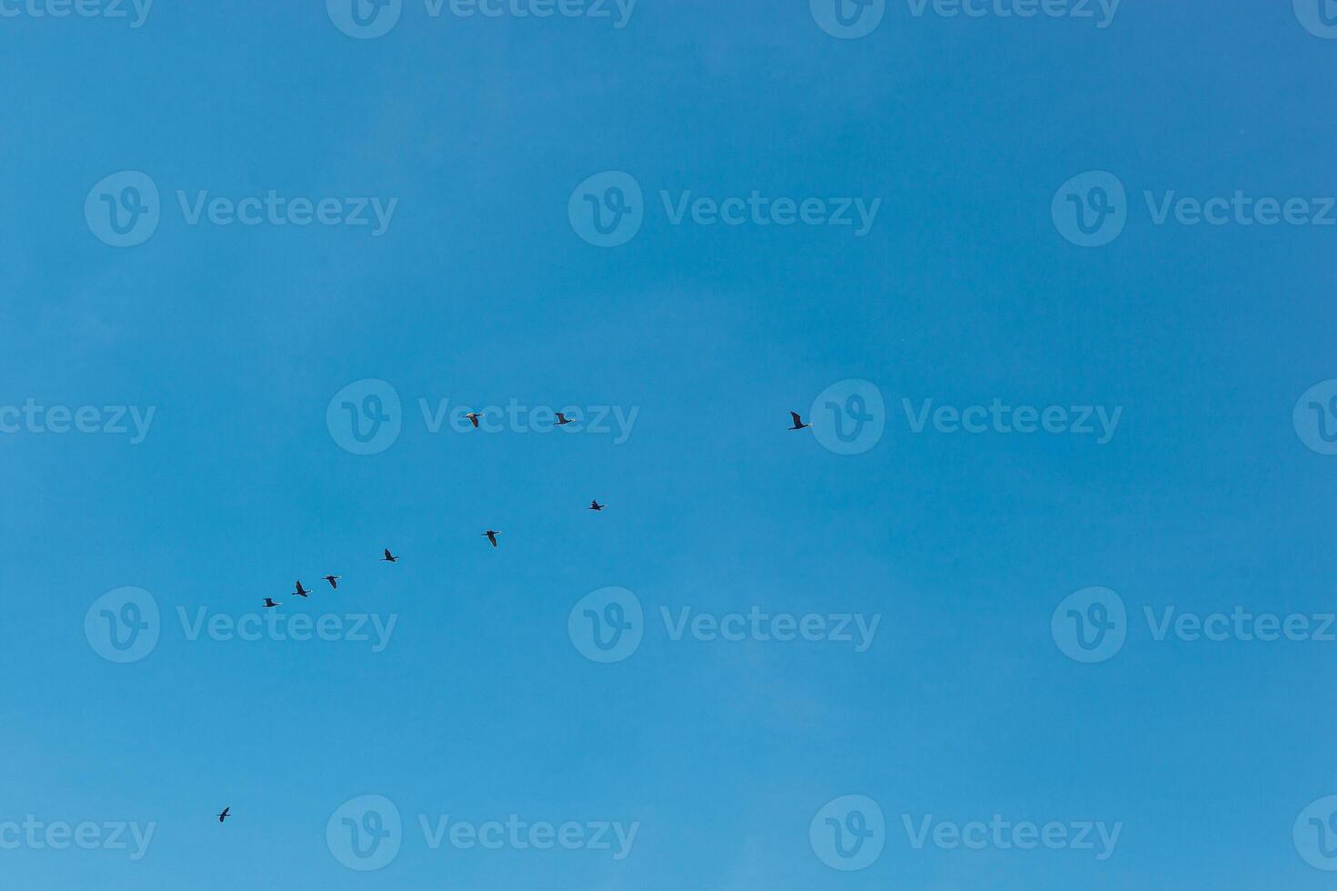 a flock of birds flying in the blue sky photo