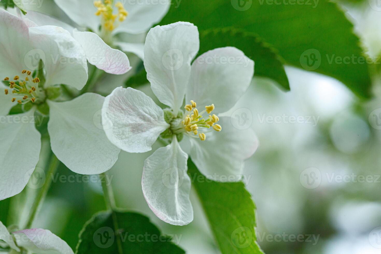 beautiful branch of a flowering apple tree photo