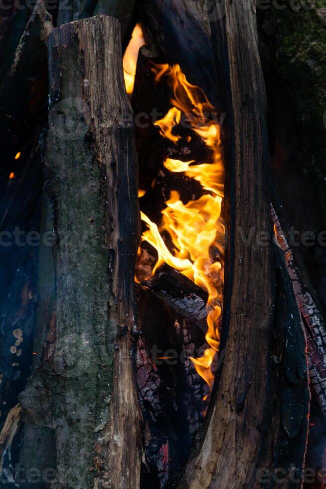 Beautiful fire flames on a campfire photo