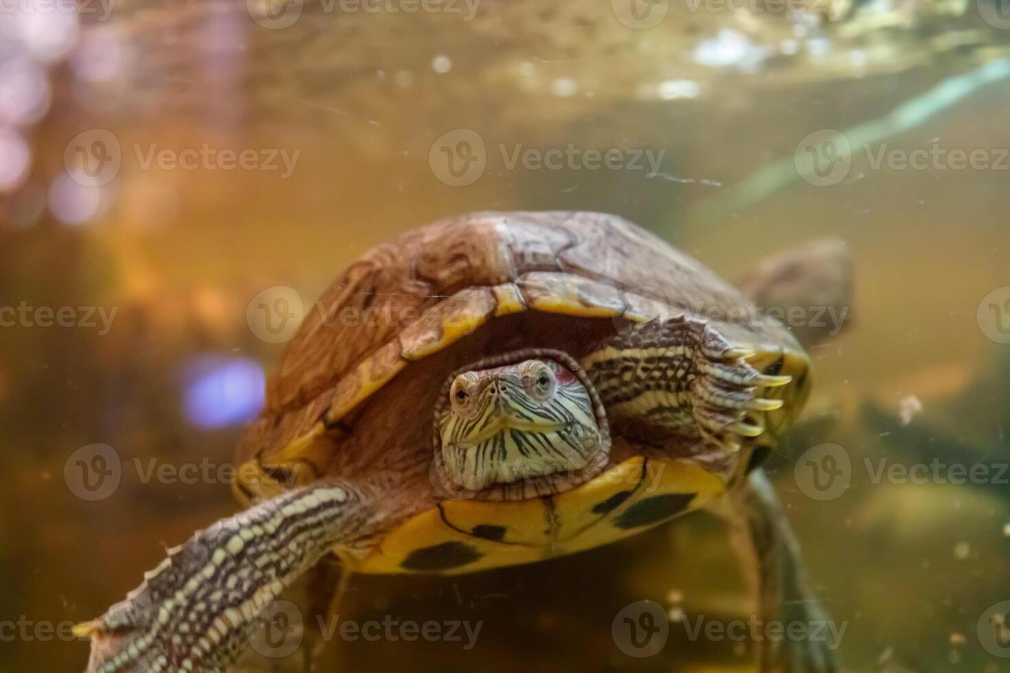 Beautiful turtle swims in the water photo