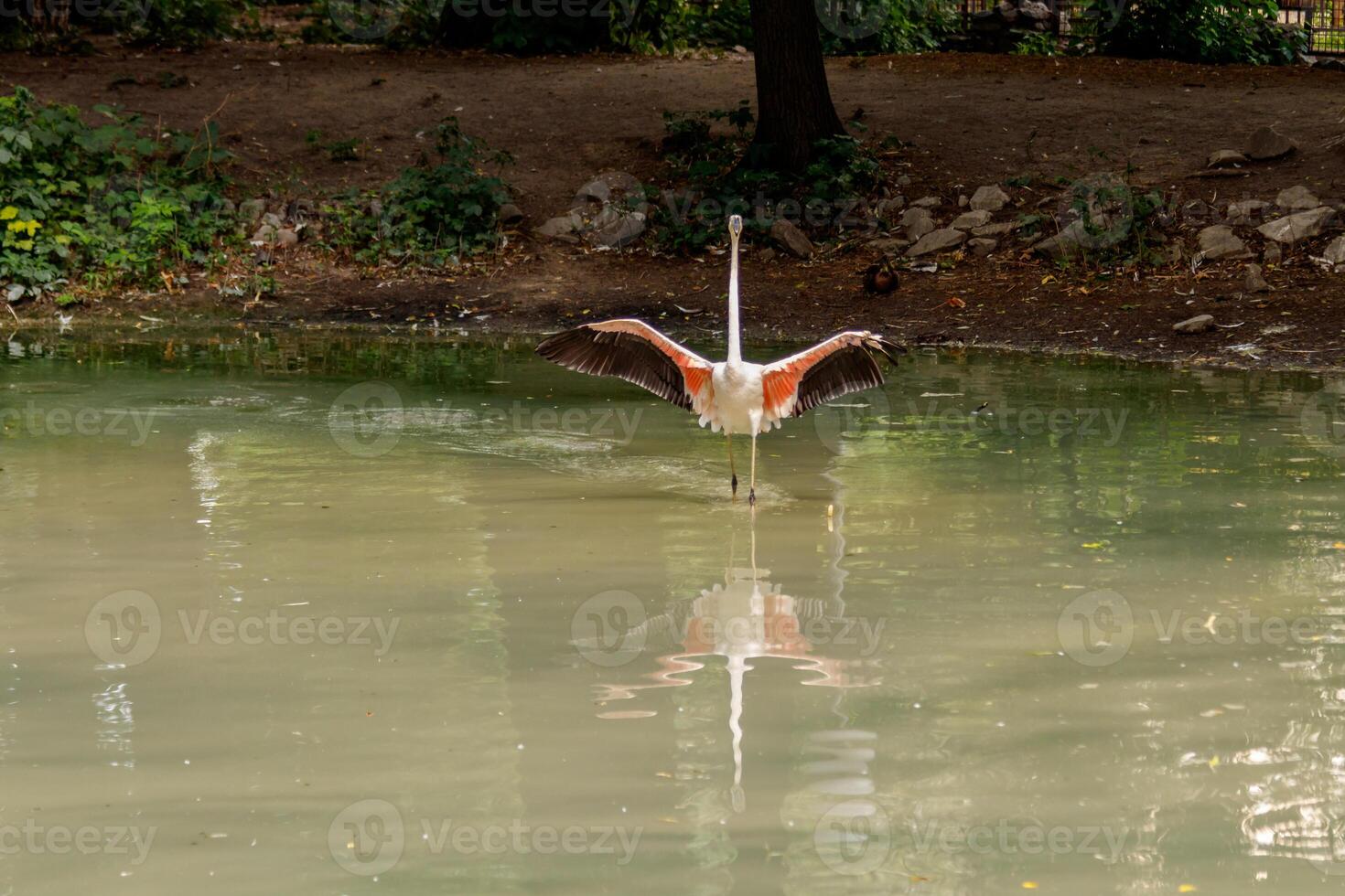 beautiful pink flamingos with beak and loose wings photo