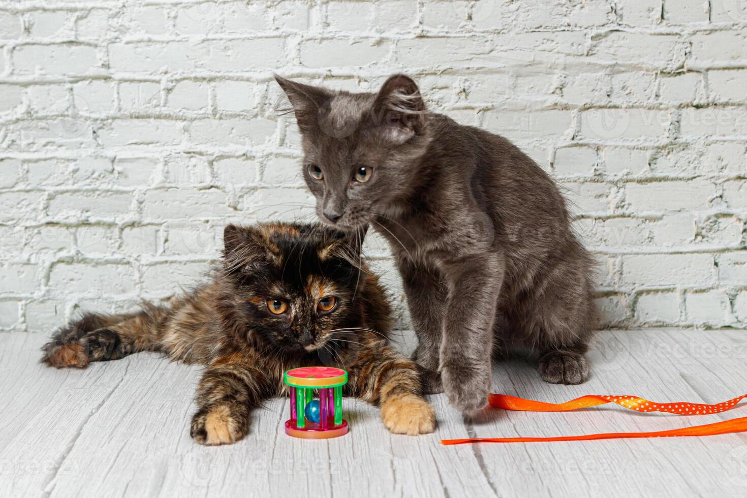 Beautiful couple of gray cat boy and girl on a brick wall background photo