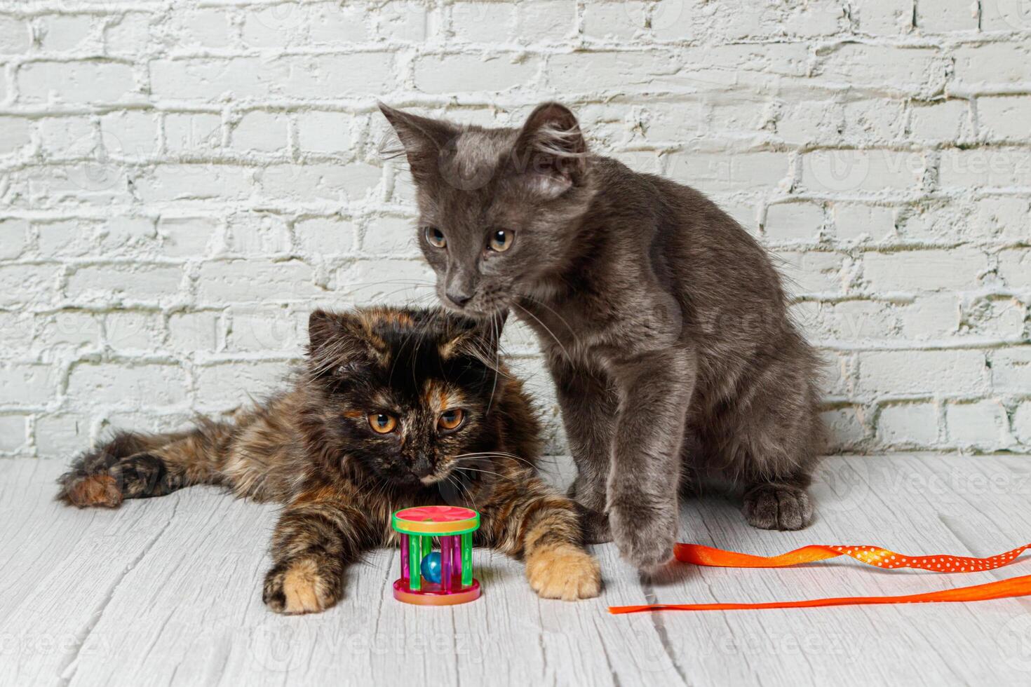 hermosa Pareja de gris gato chico y niña en un ladrillo pared antecedentes foto