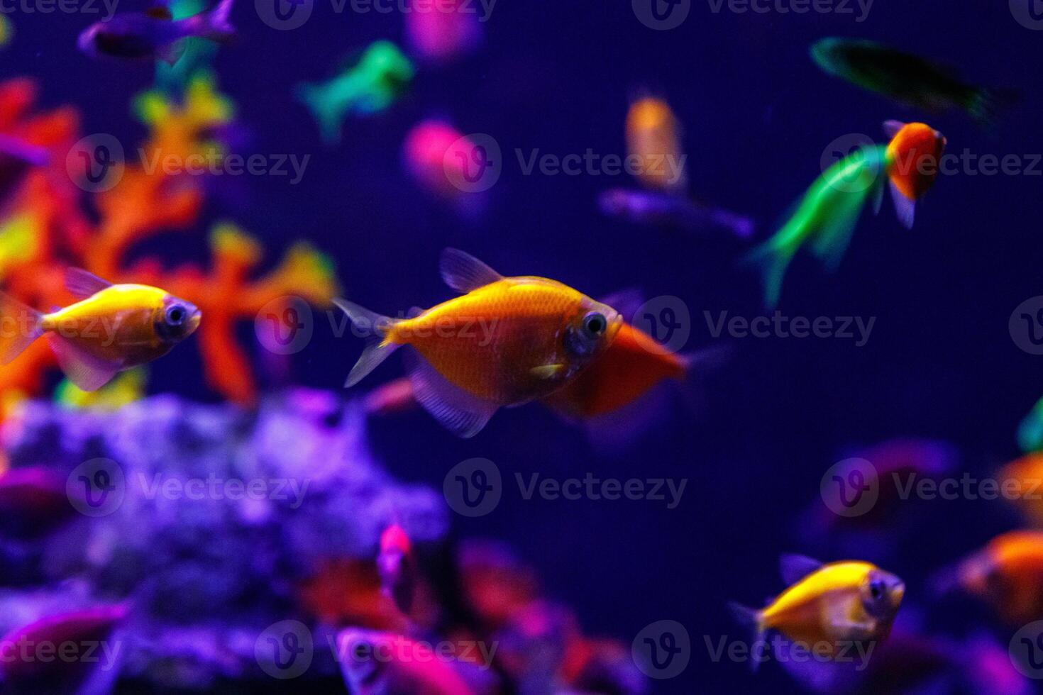 macro beautiful fish glo tetra fish danio rerio photo