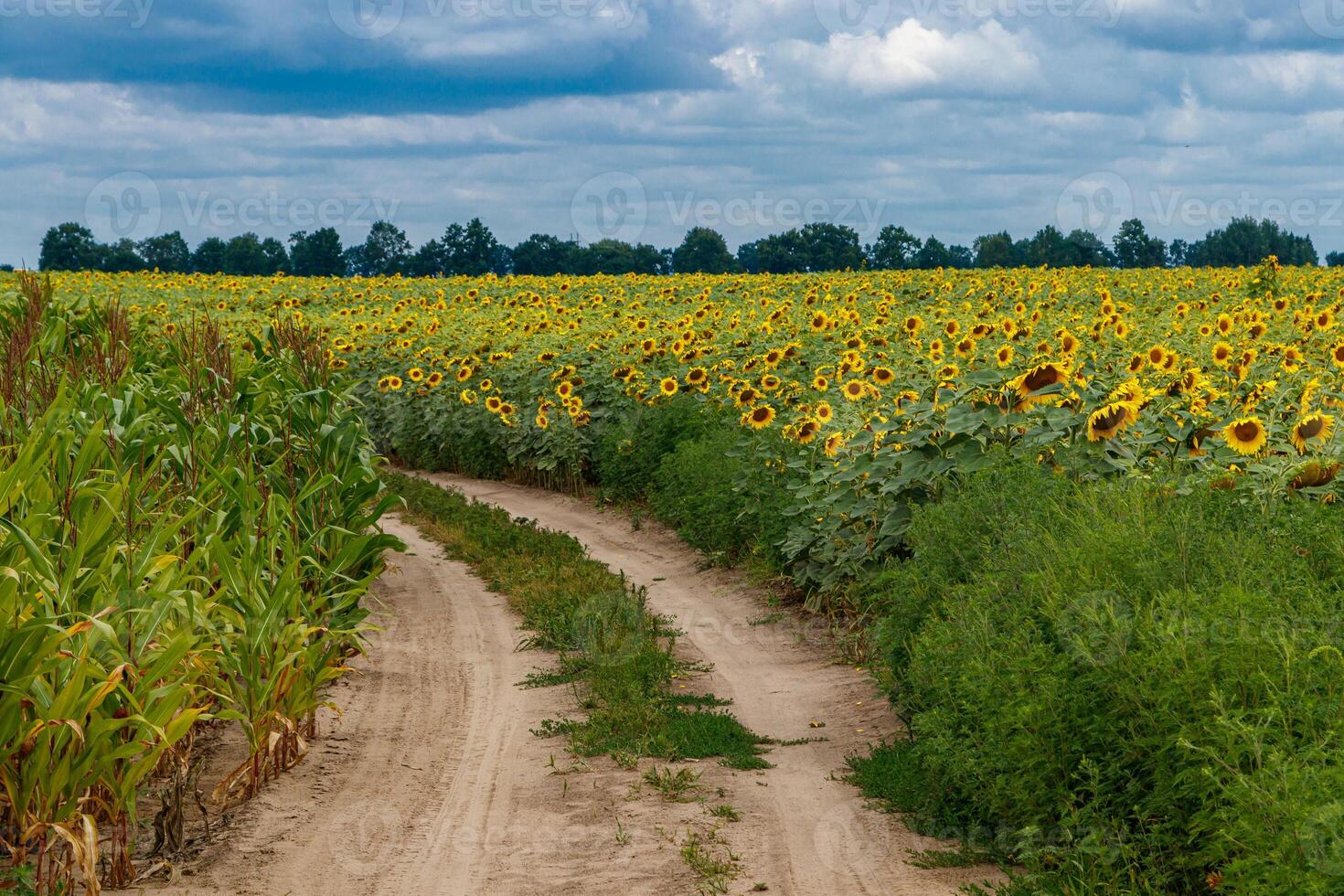 hermosa campo de amarillo girasoles en un antecedentes de azul cielo con nubes foto