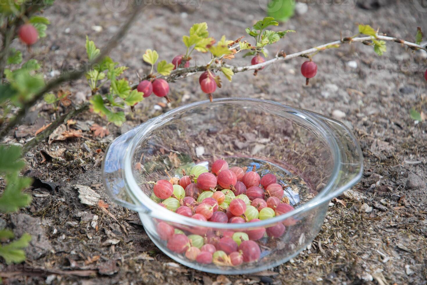 glass bowl with a harvest of red gooseberries directly under a bush with berries photo