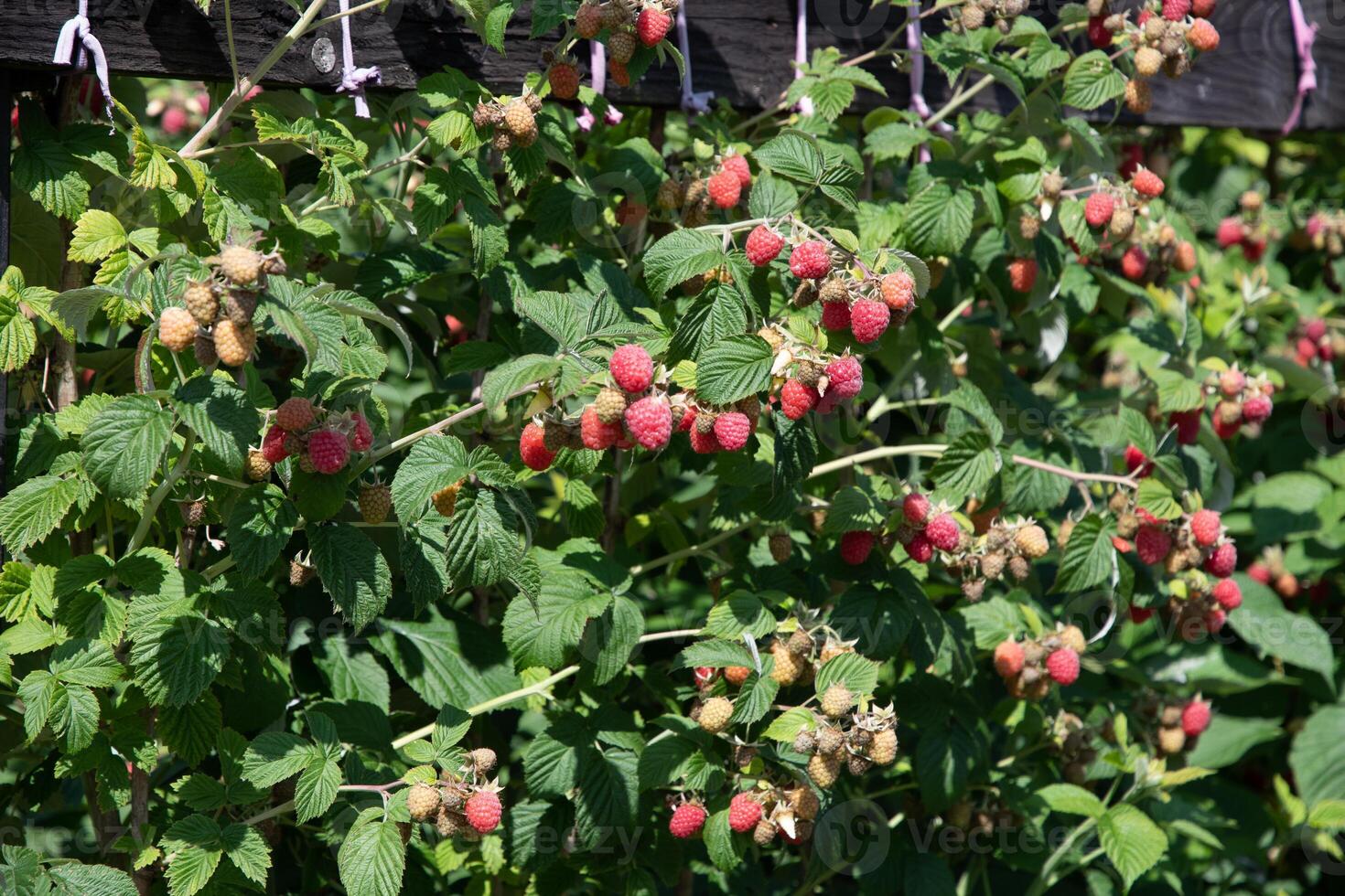abundance of red ripe raspberries on the bushes in the garden, fresh organic berries with green leaves on the branches photo